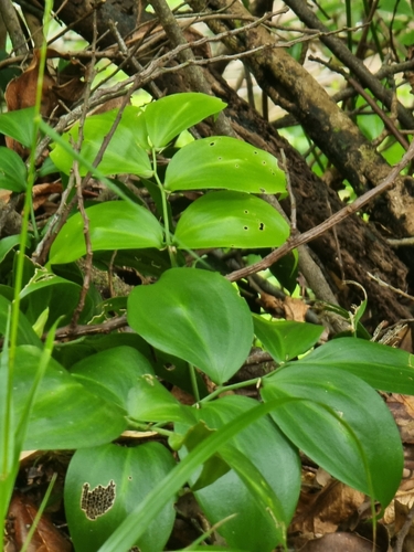 Image of Ruscus streptophyllus by (c) Vítor Jorge, some rights reserved (CC BY)
