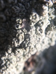 Pertusaria hymenea
