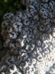 Pertusaria hymenea