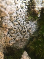 Pertusaria hymenea