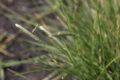 Harpochloa falx