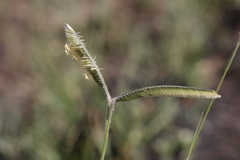 Harpochloa falx