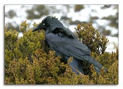 Corvus tasmanicus