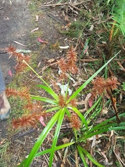 Cyperus lucidus