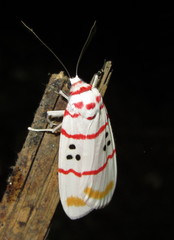 Cyana bellissima