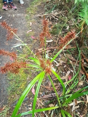Cyperus lucidus