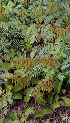 Tephrosia noctiflora