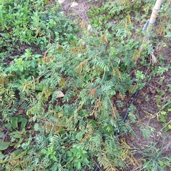 Tephrosia noctiflora