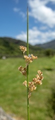 Juncus usitatus