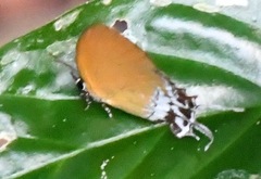 Eooxylides tharis distanti