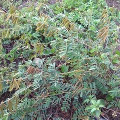 Tephrosia noctiflora