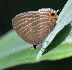 Jamides celeno aelianus