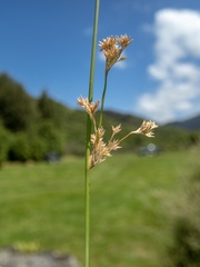 Juncus usitatus
