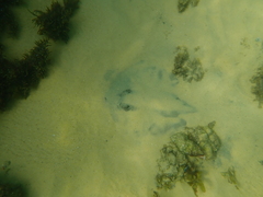 Trygonoptera testacea