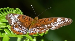 Lebadea martha parkeri