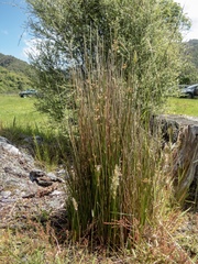 Juncus usitatus