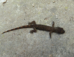 Hemiphyllodactylus