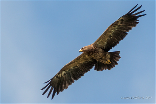 Aigle pomarin