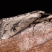 Evergestis isatidalis - Photo (c) Paolo Mazzei, algunos derechos reservados (CC BY-NC), subido por Paolo Mazzei