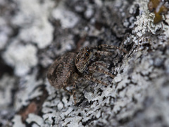 Attulus monstrabilis