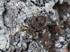 Attulus monstrabilis