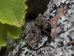 Attulus monstrabilis