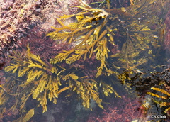 Stephanocystis
