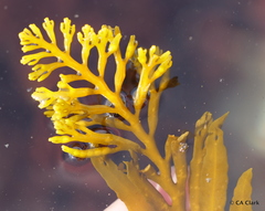 Stephanocystis