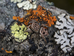 Attulus monstrabilis