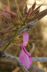 Dicliptera clinopodia image