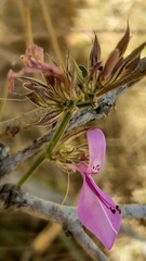 Dicliptera clinopodia image