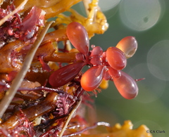 Botryocladia pseudodichotoma