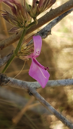 Dicliptera clinopodia image