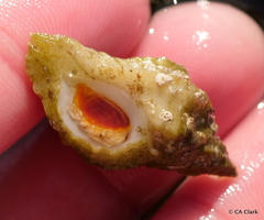 Ocenebrinae