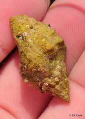 Ocenebrinae