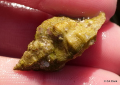 Ocenebrinae