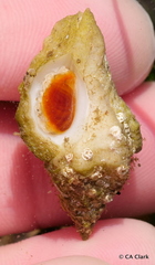 Ocenebrinae