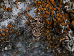 Attulus monstrabilis