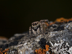 Attulus monstrabilis