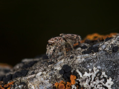 Attulus monstrabilis