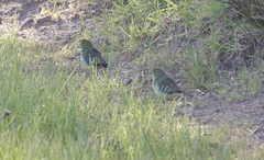 Neophema chrysostoma