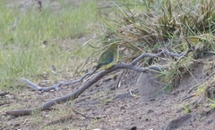 Neophema chrysostoma