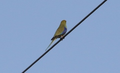 Neophema chrysostoma