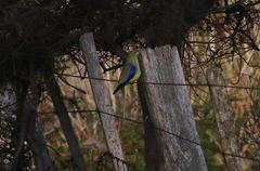 Neophema chrysostoma