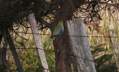 Neophema chrysostoma