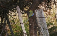 Neophema chrysostoma