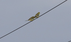 Neophema chrysostoma