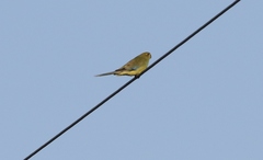 Neophema chrysostoma