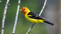 Western Tanager photo 1