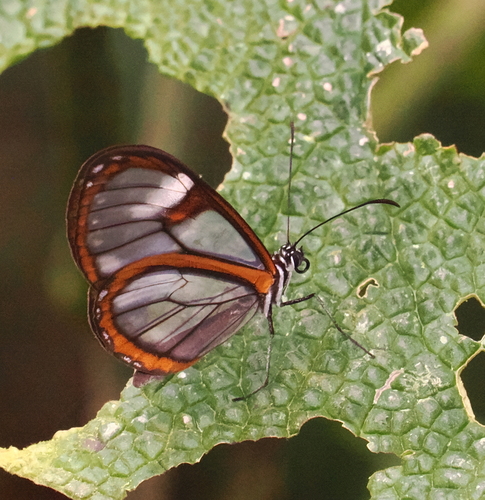 Pteronymia medellina
